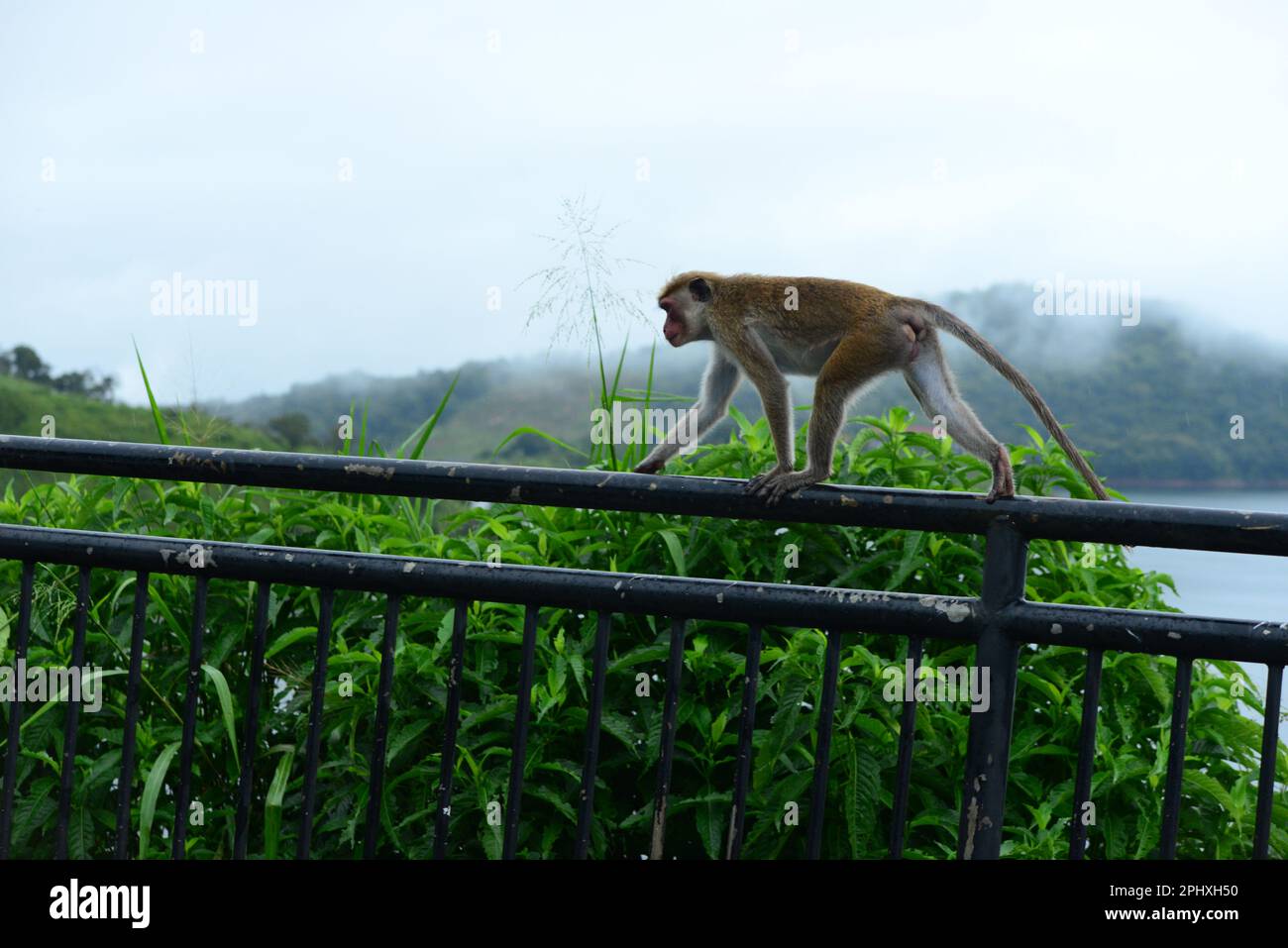 Affe srilanka Stockfoto