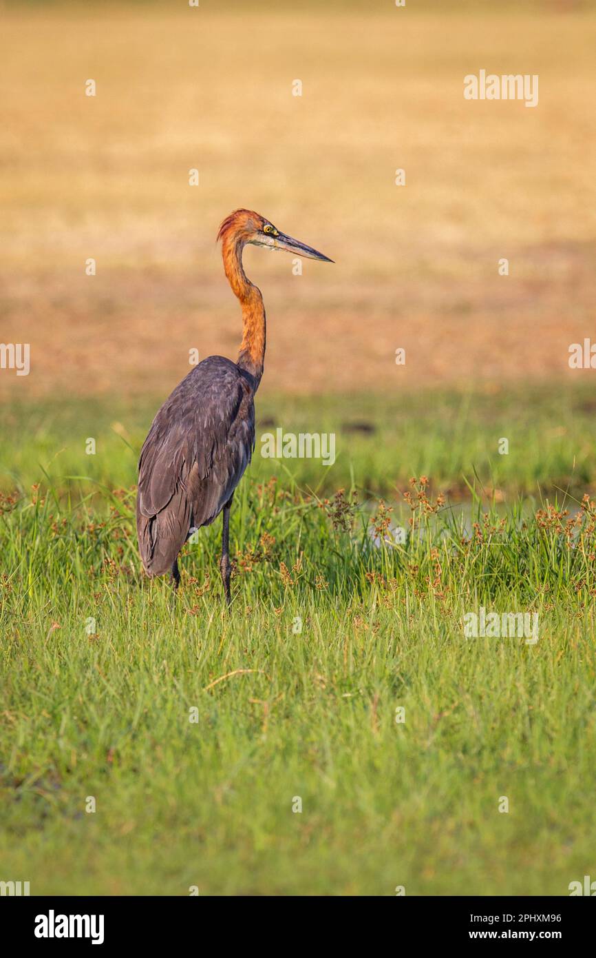 Goliath-Reiher (Ardea goliath) auf Nahrungssuche in den Okavango-Sümpfen. Der Vogel sucht nach Nahrung. Okavango Delta, Botsuana, Afrika Stockfoto