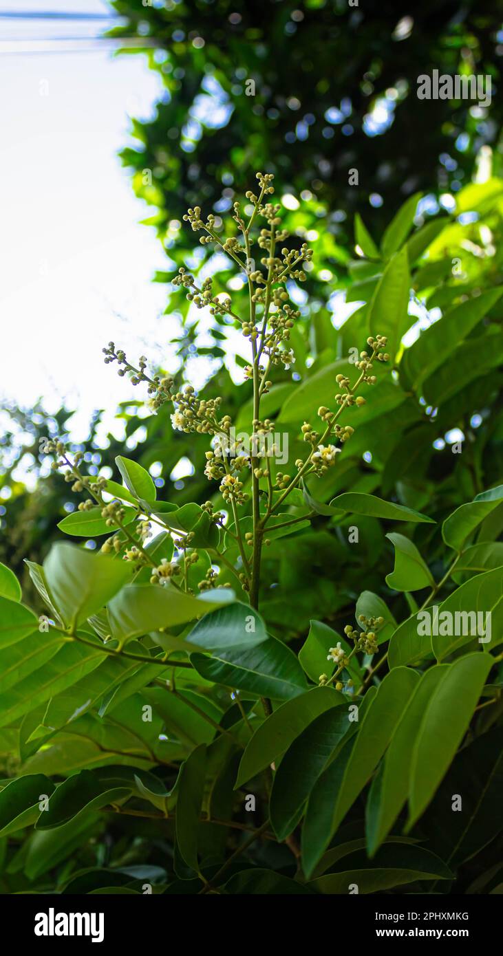 Longanblume oder Dimocarpus longan Blume oder Blume Kelengkeng oder Blume von Longan im Garten mit blauem Himmel Stockfoto