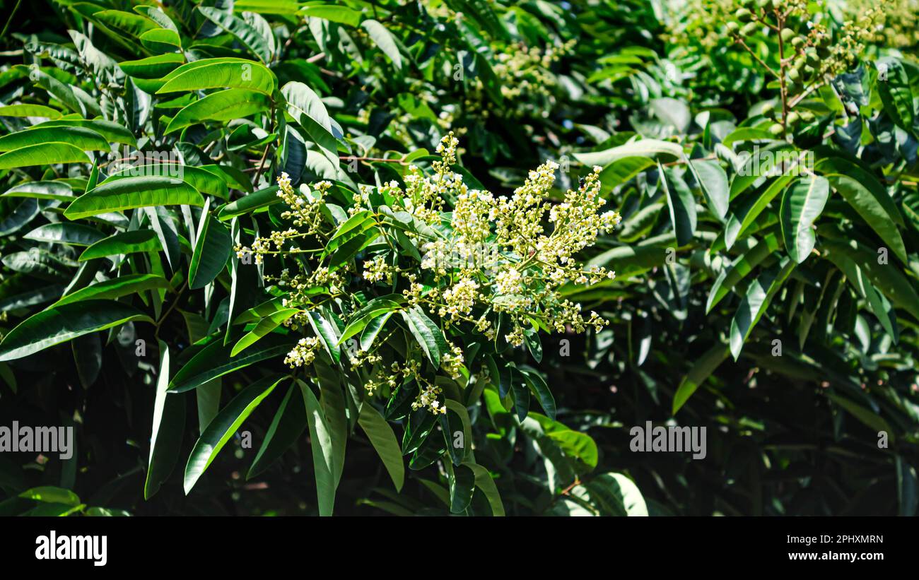 Longanblume oder -Blume kelengkeng oder Dimocarpus longan-Blume oder Longanblume mit Haushintergrund Stockfoto