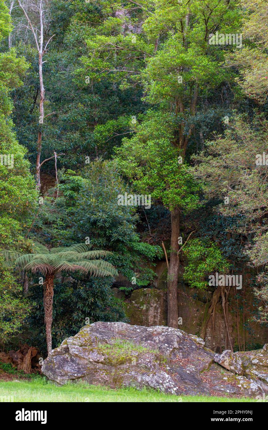 Dichtes Grün bestehend aus verschiedenen einheimischen Bäumen und Pflanzen Australiens hinter einem verwitterten großen Sandsteinfelsen im Ku-Ring-gai-Nationalpark, Sydney Stockfoto