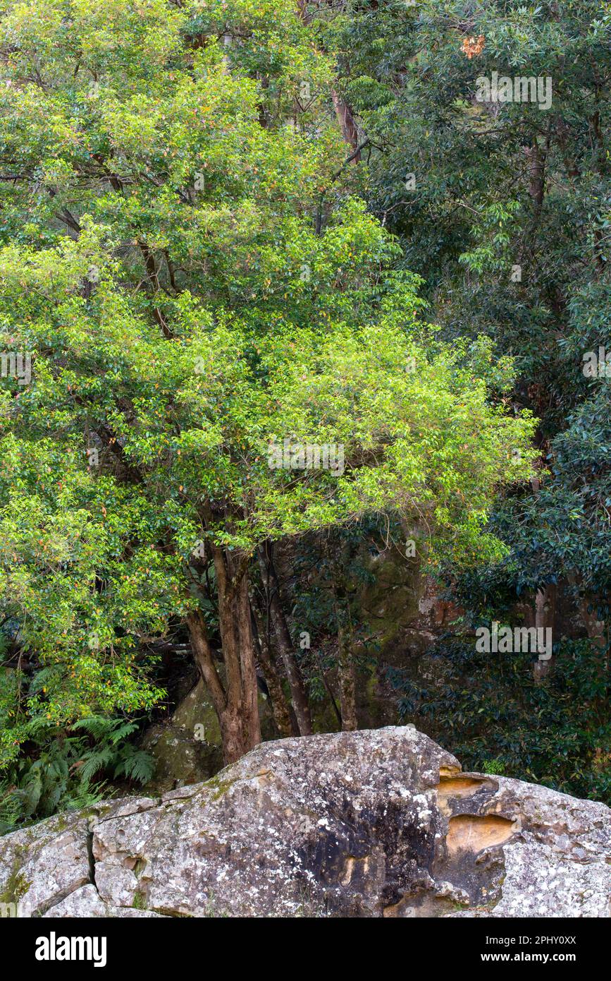 Dichtes Grün bestehend aus verschiedenen einheimischen Bäumen und Pflanzen Australiens hinter einem verwitterten großen Sandsteinfelsen im Ku-Ring-gai-Nationalpark, Sydney Stockfoto