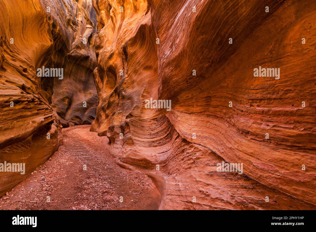 Grand Staircase Escalante erodierte Enrada Sandstein Schlucht Willis Creek Narrows Grand Staircase-Escalante National Monument Kane County Utah USA Stockfoto