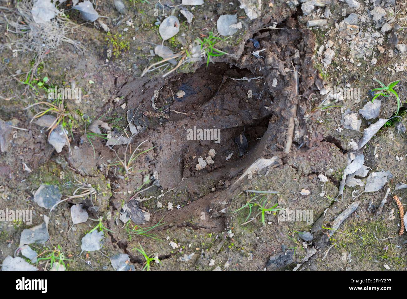 Wapitis, europäischer Elch (Alces alces alces), Fußabdruck im Schlamm, Skandinavien Stockfoto