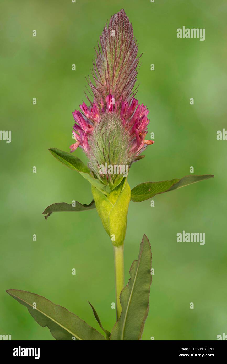 Rotes Trefoil (Trifolium rubens), Blooming, Deutschland, Bayern Stockfoto