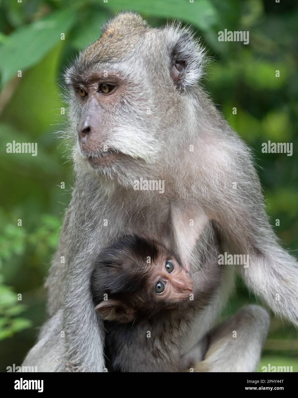 ES wurden ENTZÜCKENDE Bilder des süßesten, großäugigen Baby-Makaken aufgenommen, das an seine Mutter kuschelt. Stockfoto