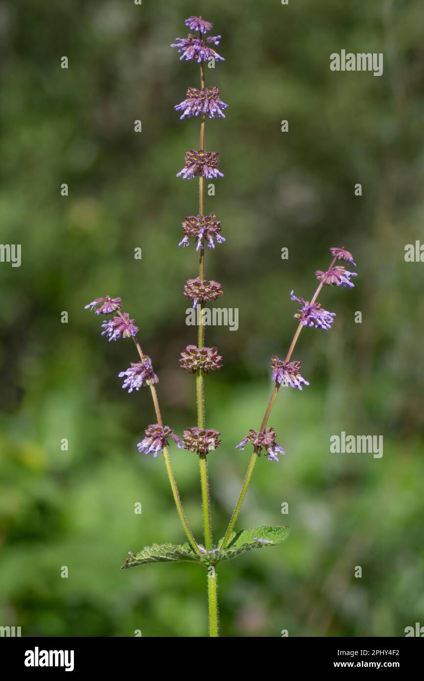 Salbei, Fliedersalbei (Salvia verticillata), Blütensalbei, Italien, Südtirol, Dolomiten Stockfoto