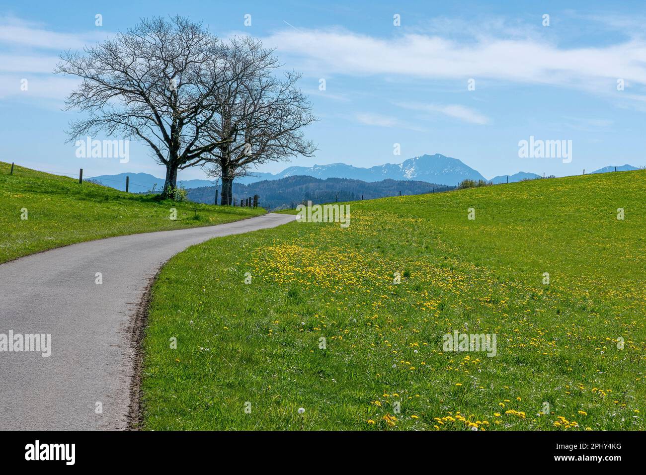 Straße durch Frühlingswiesen, Ester im Hintergrund, Deutschland, Bayern, Region Habach bei Murnau Stockfoto