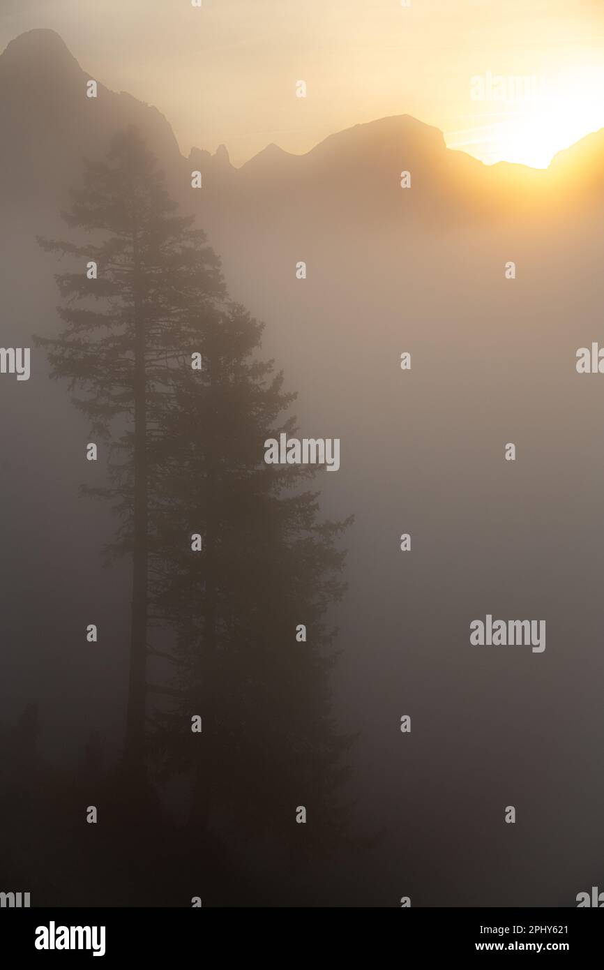 Bäume im Nebel, die Sonne scheint leicht durch den Nebel Stockfoto Bäume im Nebel, die Sonne scheint leicht durch den Nebel Stockfoto