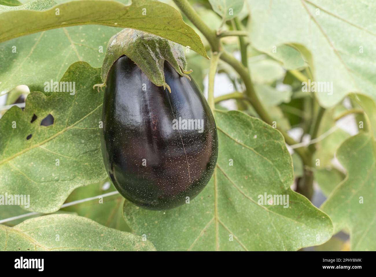 Nahaufnahme von Auberginen im Sommergarten Stockfoto