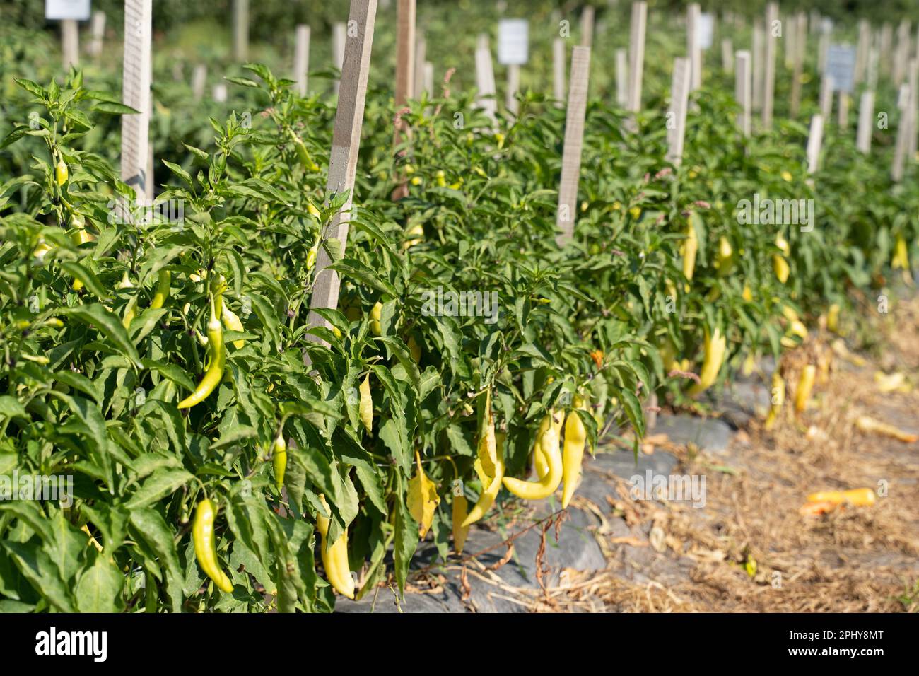 Birght Yellow Banana Pepers wächst im vegetarischen Sommergarten. Stockfoto