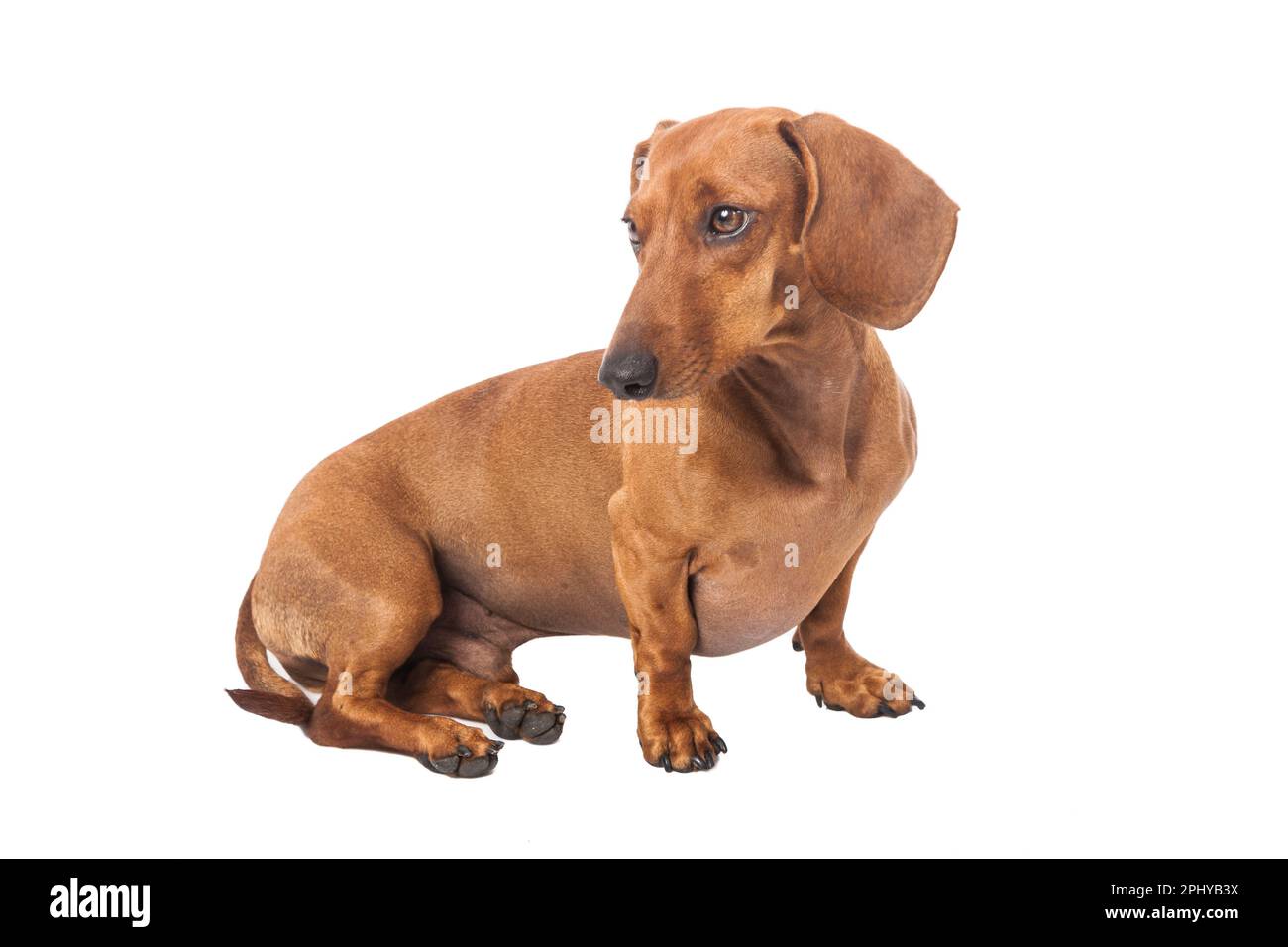 Dackelhund Golden In Farbe Isoliert Über Weißem Hintergrund. Stockfoto