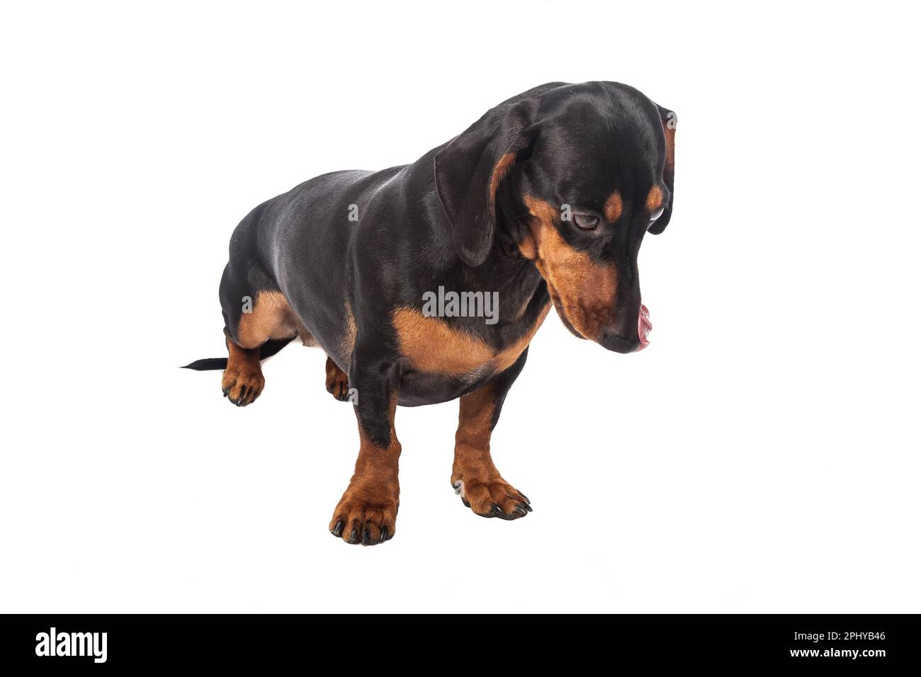 Dackel-Hund In Schwarzer Farbe Isoliert Über Weißem Hintergrund Stockfoto