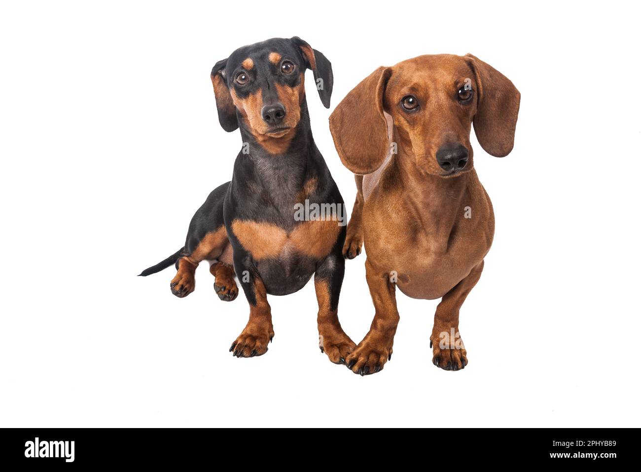 Zwei Dackel-Hunde In Verschiedenen Farben Auf Weißem Hintergrund. Stockfoto