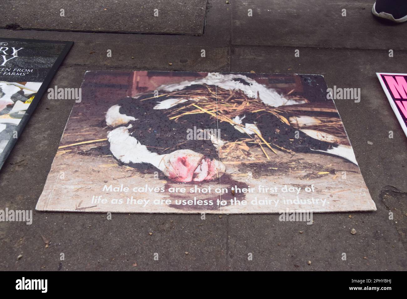 London, Großbritannien. 29. März 2023 Tierschützer mit Antimilchschildern versammelten sich vor der Wellcome Collection bei der Eröffnung der „Milk“-Ausstellung des Museums, die „unsere Beziehung zur Milch und ihren Platz in Politik, Gesellschaft und Kultur erforscht“. Kredit: Vuk Valcic/Alamy Live News Stockfoto