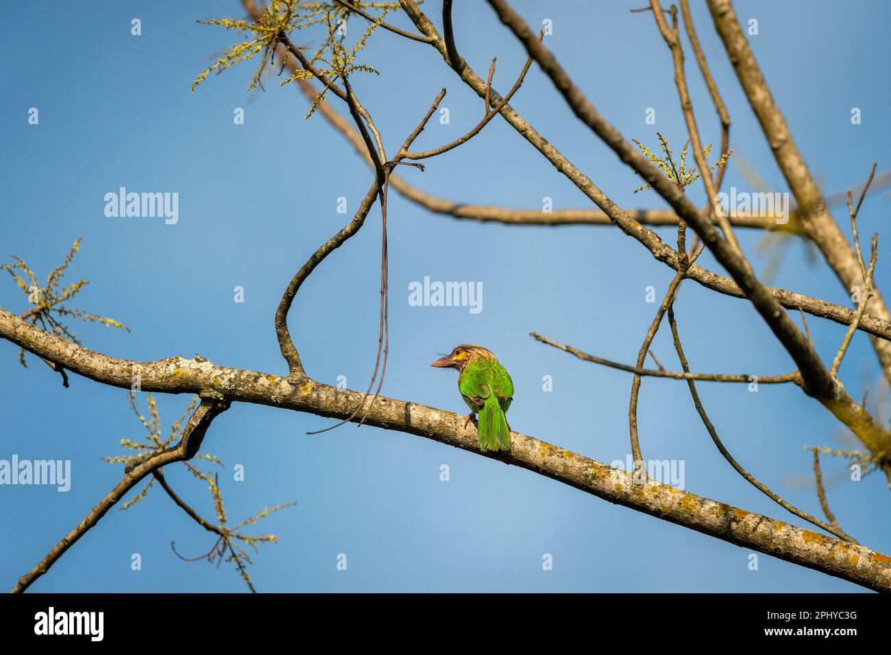 Braunköpfiger Barbet oder asiatischer Barbet oder Psilopogon zeylanicus-Vogel hoch oben am natürlichen blauen Himmel terai-Wald pilibhit-Nationalpark indien Stockfoto