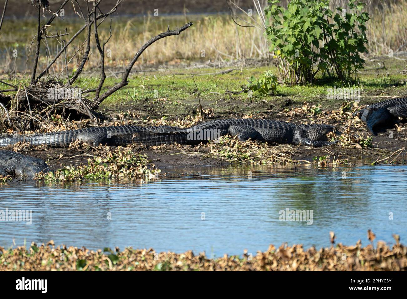 Amerikanische Alligatoren genießen die Hitze der Sonne am Ufer des Sees in Florida Stockfoto