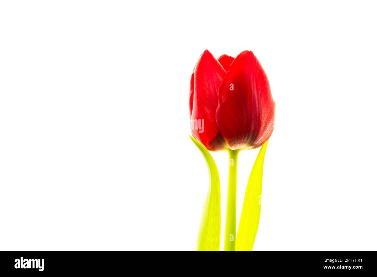 Essen und Trinken-lebenswichtige gesunde vitaminreiche bunte Nahrungsmittel Obst und Gemüse geschnitten vor hellem weissen Hintergrund freigestellt Stockfoto