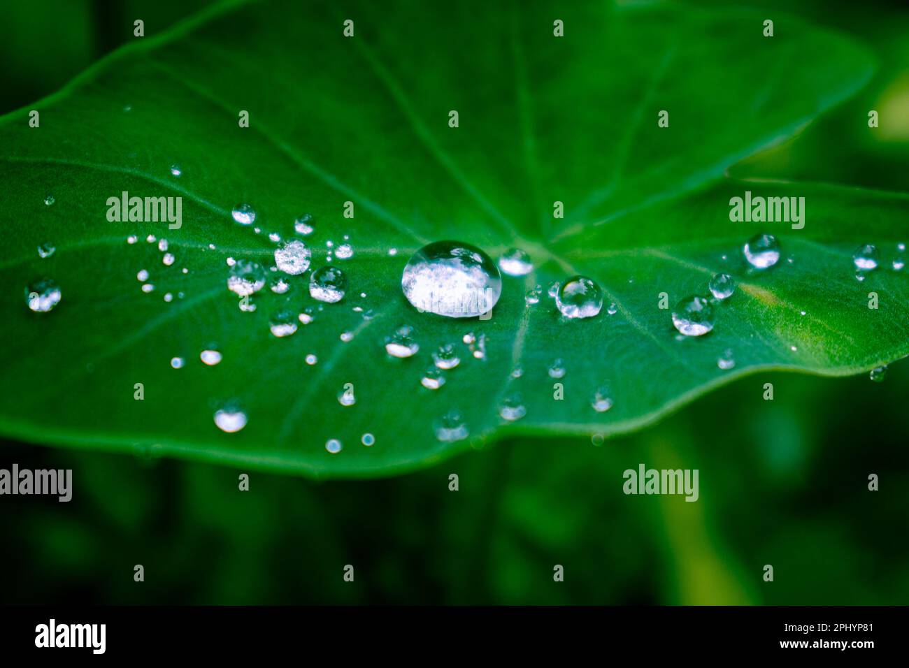 Wassertropfen auf einem Blatt Stockfoto