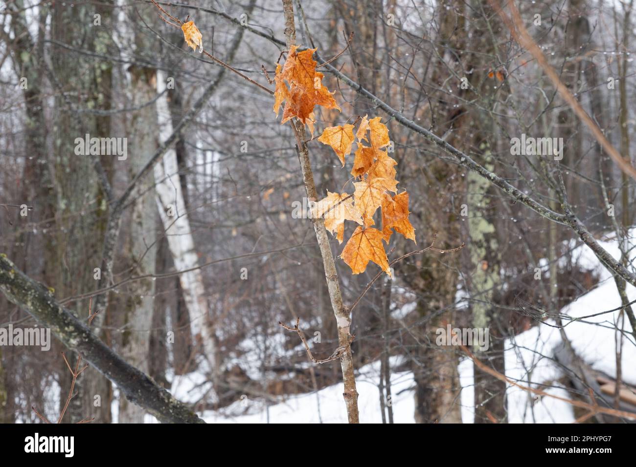 Eine ruhige Winterszene mit einem schneebedeckten Wald mit heruntergefallenen Blättern auf den Zweigen Stockfoto