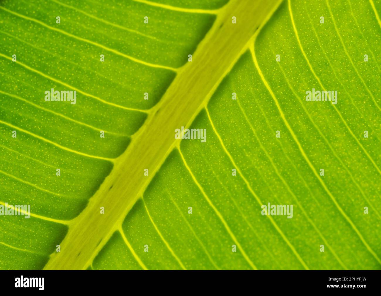 Delle belle foglie di una pianta Stockfoto