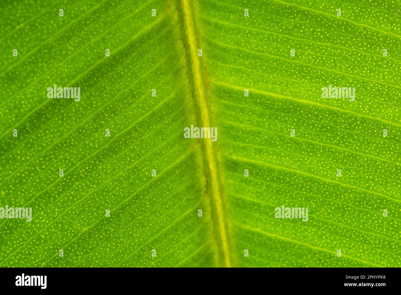 Delle belle foglie di una pianta Stockfoto