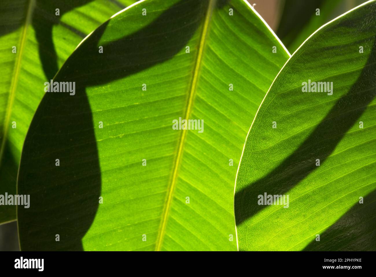 Delle belle foglie di una pianta Stockfoto
