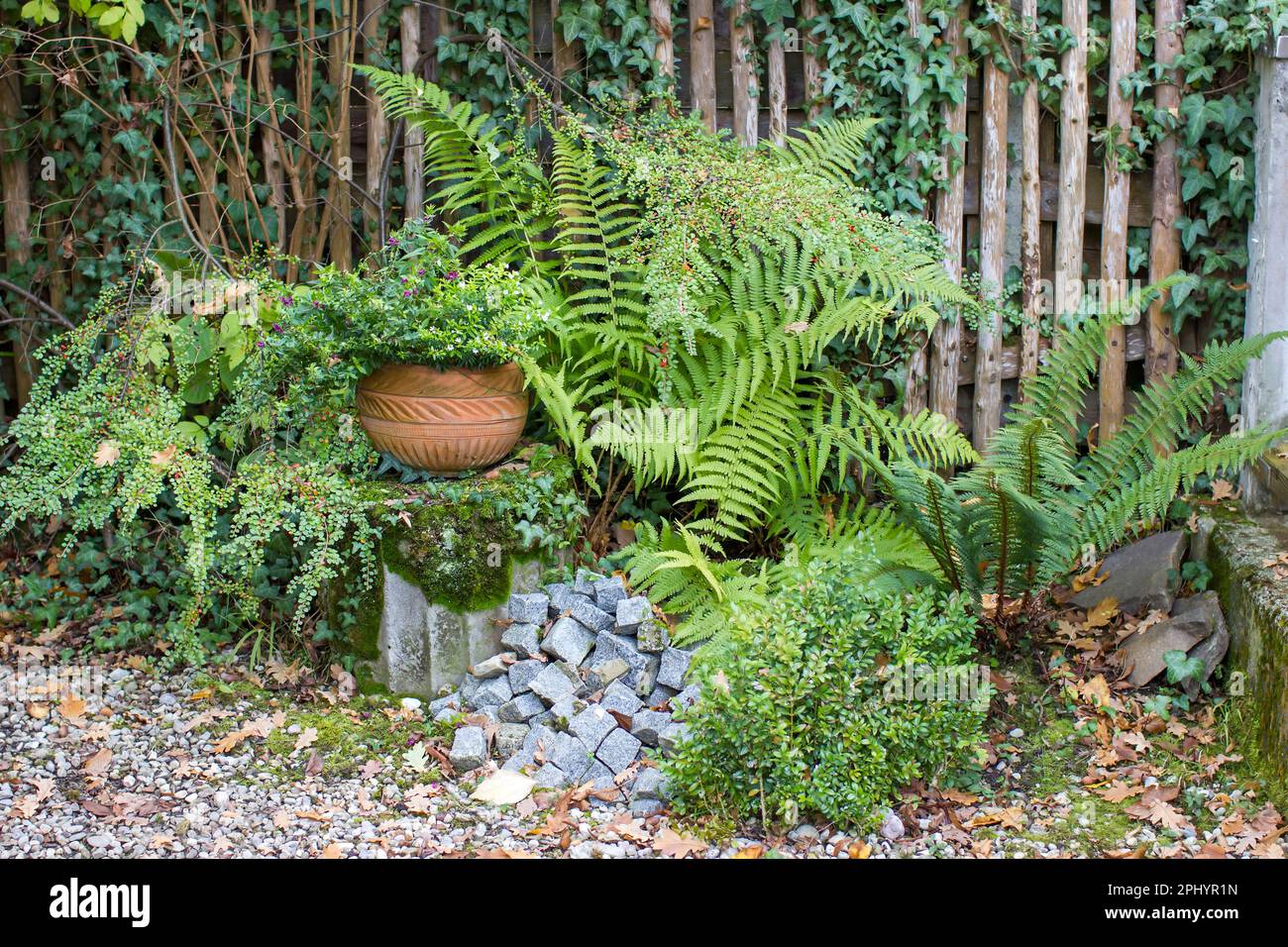 Rustikaler Garten: Pflanzen in Tontopf und Farn Stockfotografie - Alamy