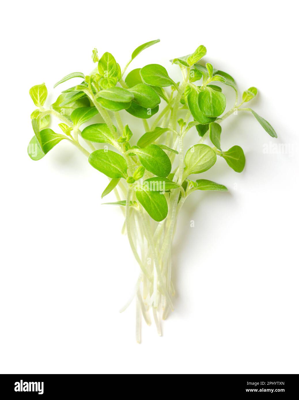 Ein Haufen Sesam-Mikrogreens von oben. Verzehrfertige, frische, grüne, junge Sesampflanzen, auch bekannt als Bene. Setzlinge und Kohlköpfe. Stockfoto