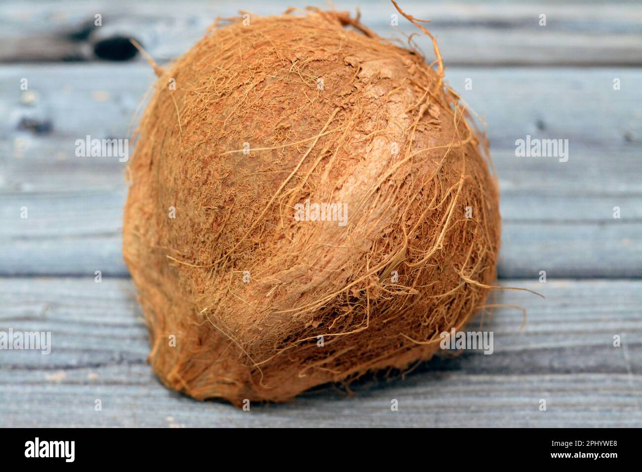 Kokosnussfrucht-Kokosnuss (Cocos nucifera) der Palmenfamilie (Arecaceae), Gattung Cocos, botanisch ist ein Tropfen, keine Nuss, liefert Nahrung, Treibstoff, Kokosnuss Stockfoto