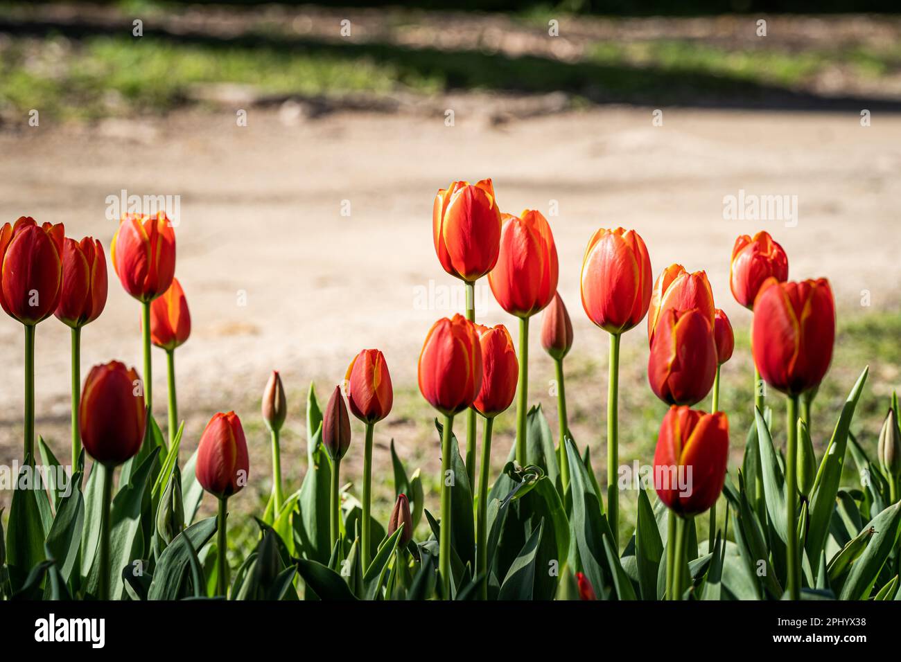 Tulipa kaufmanniana Tulpen, die in einem üppigen Garten wachsen und von warmem Sonnenlicht beleuchtet werden Stockfoto
