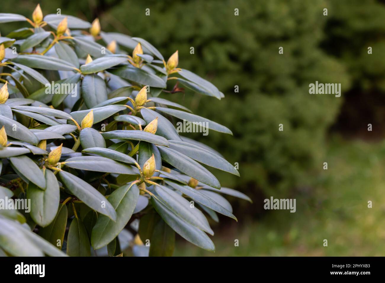Grne Knospen von Rhododendron, die im Garten wachsen. Nahaufnahme von  Blttern und Knospen. Anzeichen fr den kommenden Frhling Stockfotografie  - Alamy