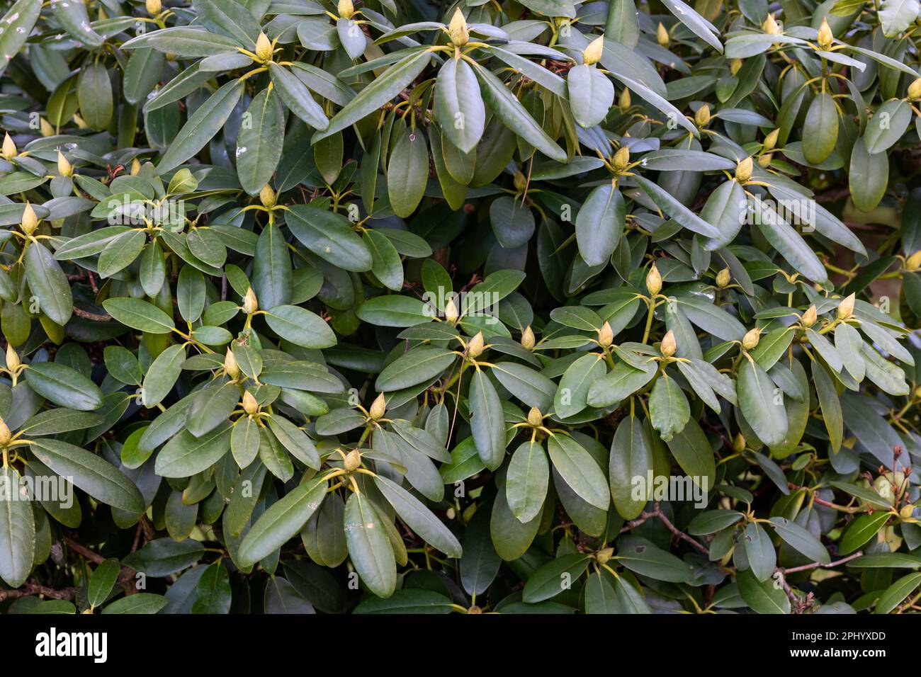 stechpalme stecklinge Japanische Stechpalme - Ilex crenata 'Jenny'® main image 1