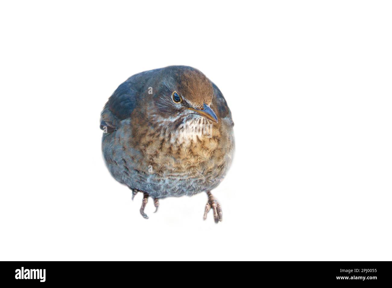 Vogeldrossel gekürzt. Um die Komposition zu verwenden. Isoliertes Tier. Braune Federn. Tierfoto Stockfoto