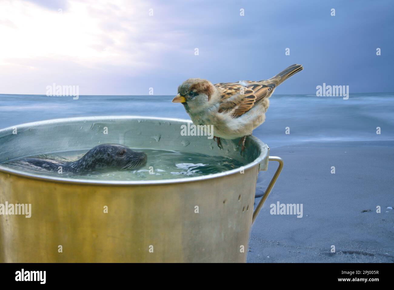 Mit einem Eimer, auf dem ein Sperling und eine Schwimmrobbe sitzen. Das Meer im Hintergrund. Komische Komposition Stockfoto