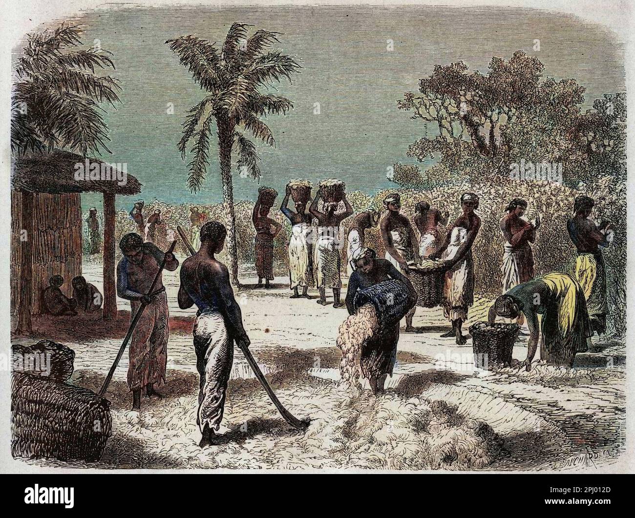 La recolte du Coton - Gravure pour Illustrator le recit Quatre mois en Floride, par M. Poussielgue, en 1851-1852, publie dans ' le Tour du Monde' 1869. Stockfoto