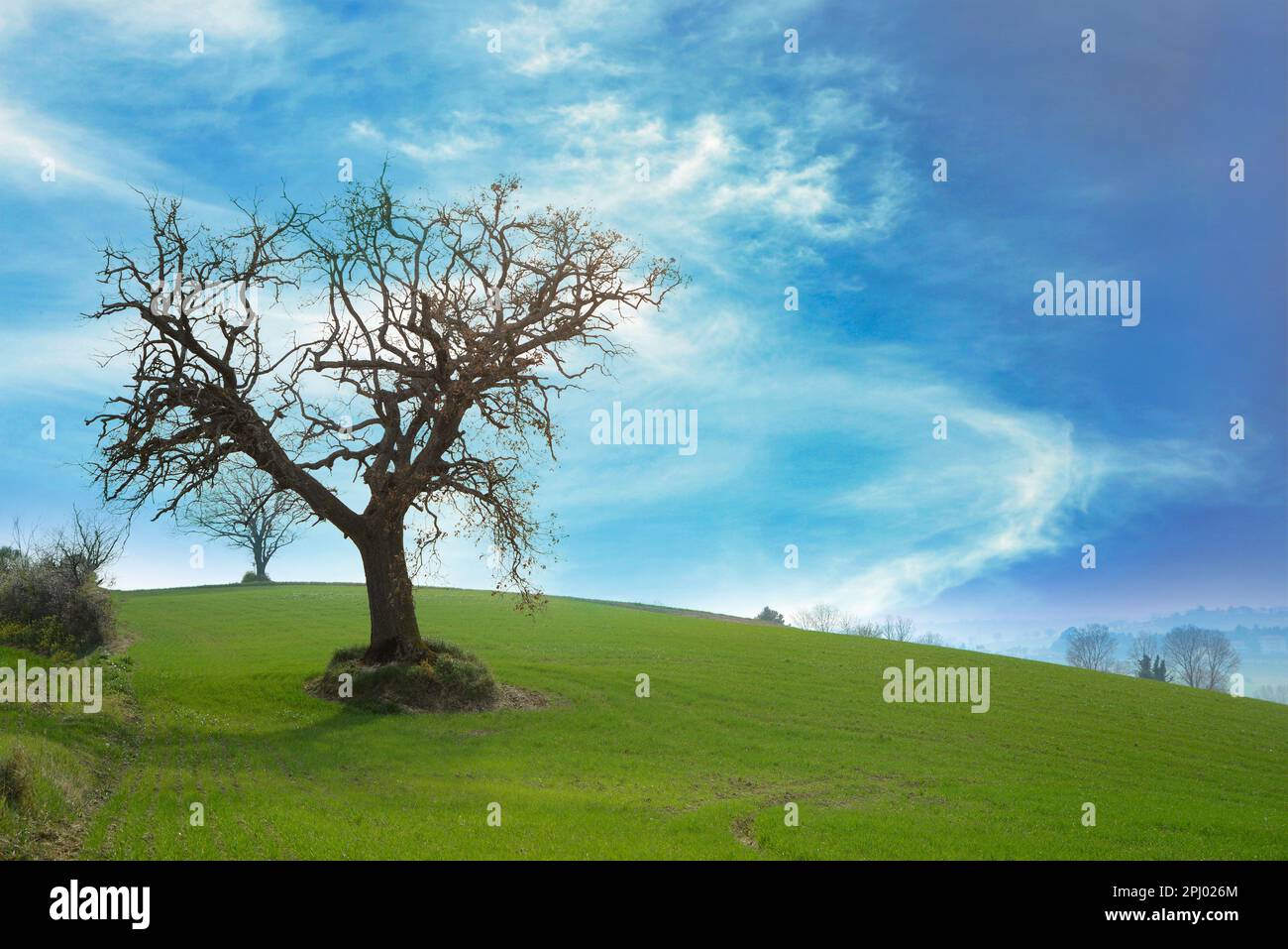 Großer Baum in der Nähe der Straße auf einem wunderschönen grünen Hügel Stockfoto