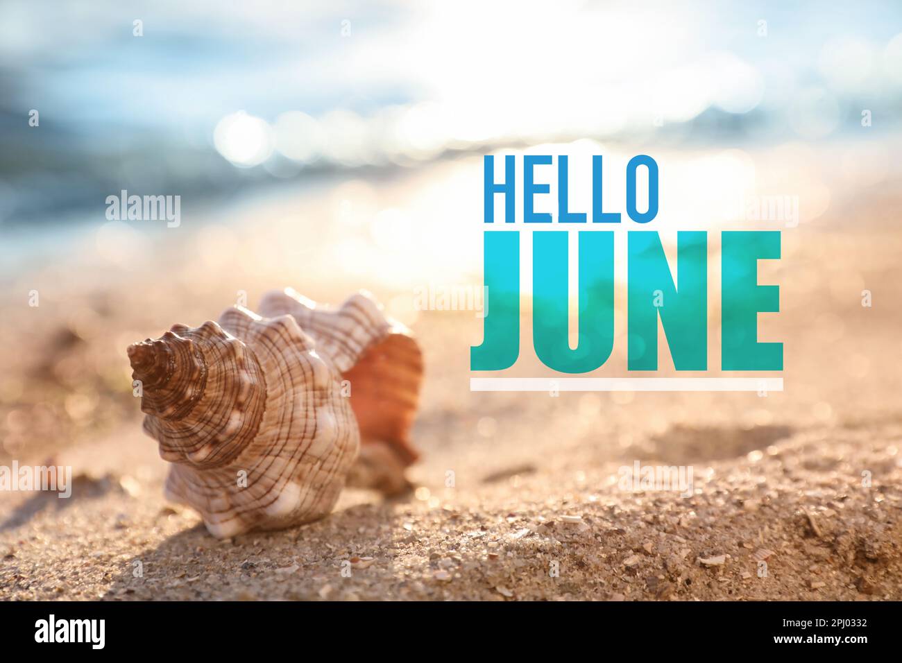 Hallo, Juni. Wunderschöne Muschel am Sandstrand Stockfoto