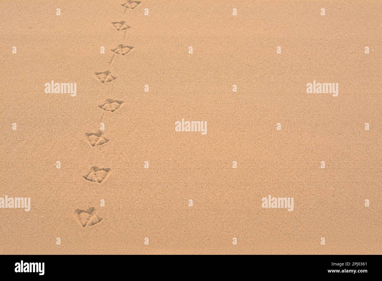 Vogelspuren am Strand. Platz für Text Stockfoto