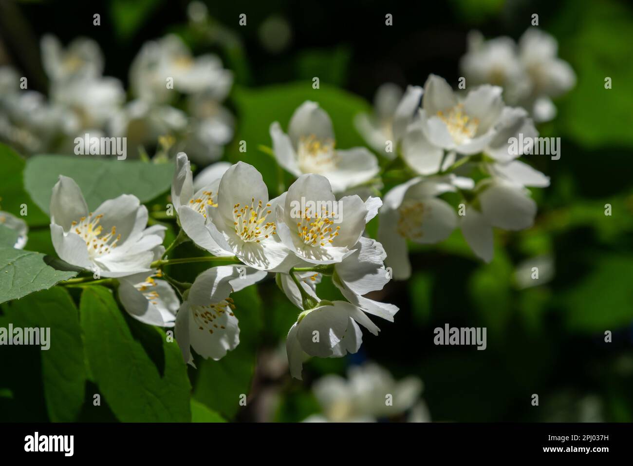Nahaufnahme von schüsselförmigen weißen Blumen mit markanten gelben Strähnen des süßen orangefarbenen oder englischen Hundeholzes. Philadelphus coronarius in Sunli Stockfoto