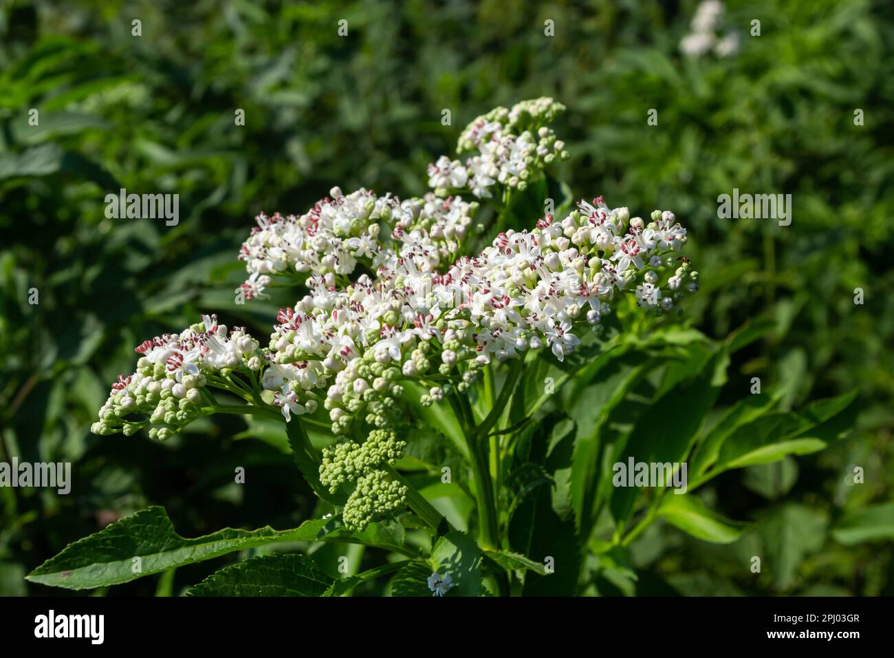 In der Wildnis blüht der krautige Sambucus ebulus im Sommer. Stockfoto