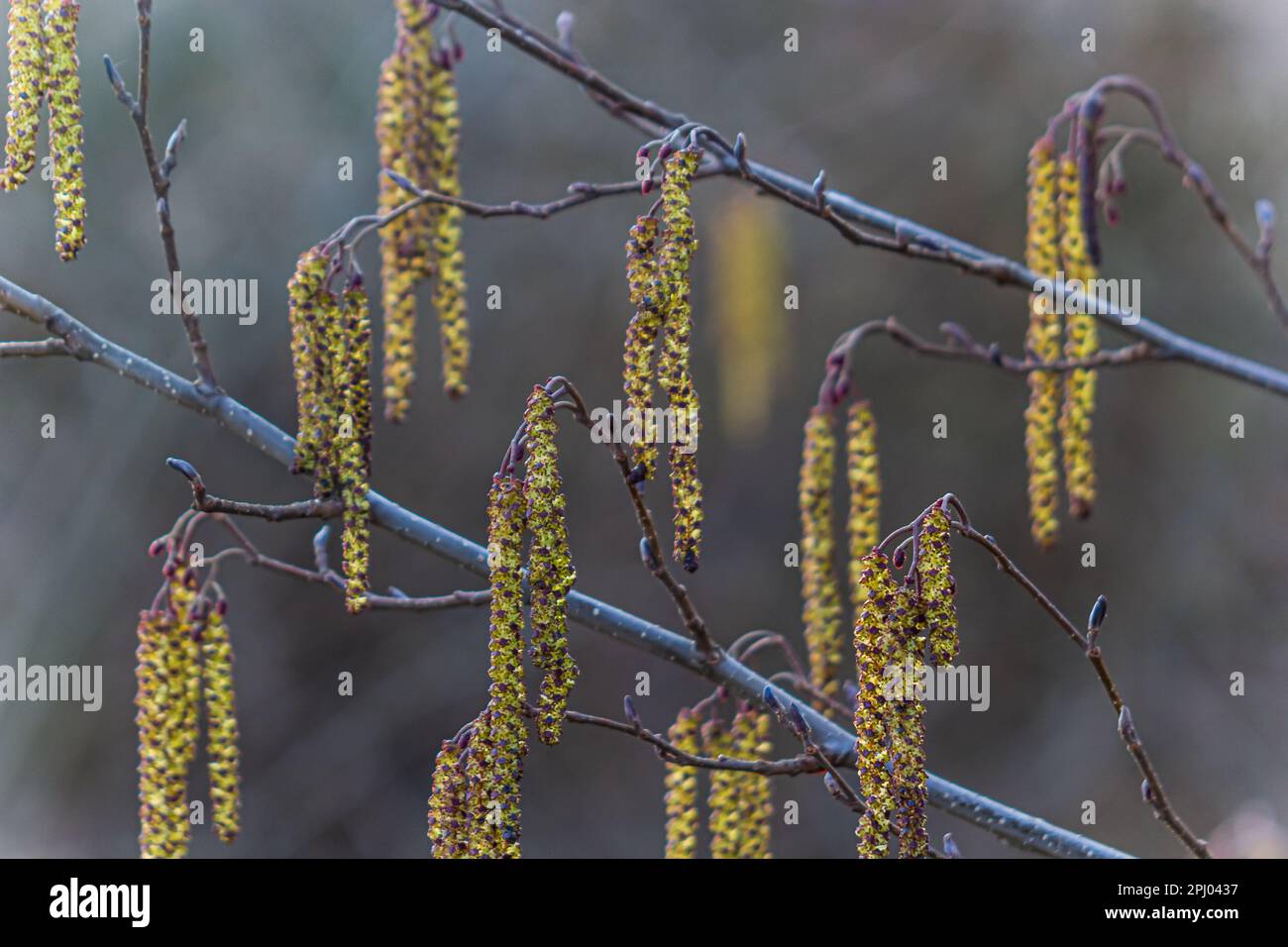 Kleiner Ast von schwarzer Erle Alnus glutinosa mit männlichen Katzenmuscheln und weiblichen roten Blüten. Blühende Erle im Frühling wunderschöner natürlicher Hintergrund mit klarem Stockfoto