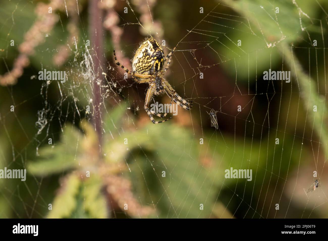 Wespenspinne (Argiope bruennichi), Pinzgau, Österreich Stockfoto
