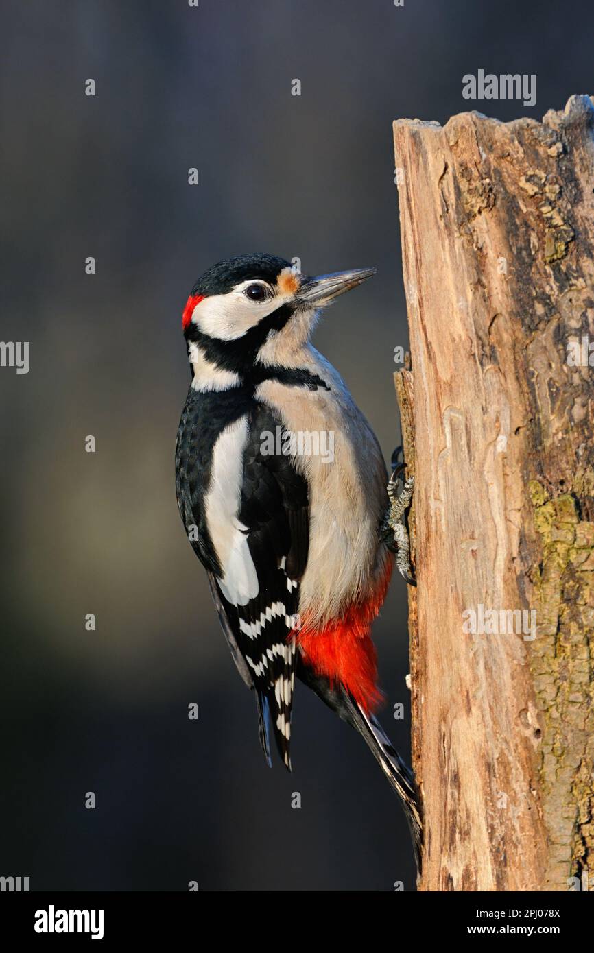 Bei totem Holz... Toller Specht (Dendrocopos Major) auf der Suche nach Essen an einem verrotteten Baumstamm Stockfoto