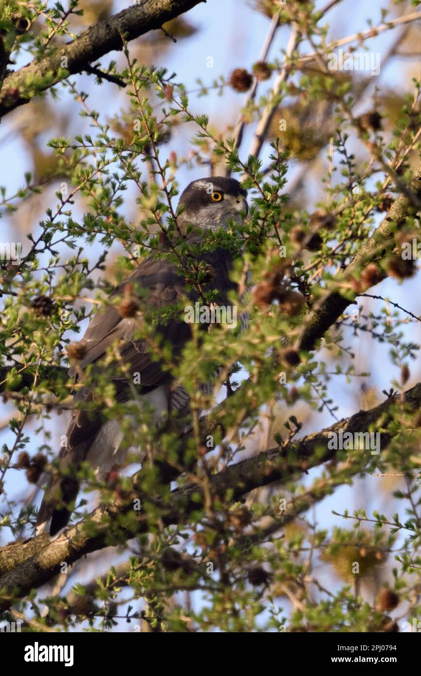 Perfekt versteckt... Goshawk ( Accipiter gentilis ) hoch oben, gut getarnt in den Zweigen einer Lärche Stockfoto
