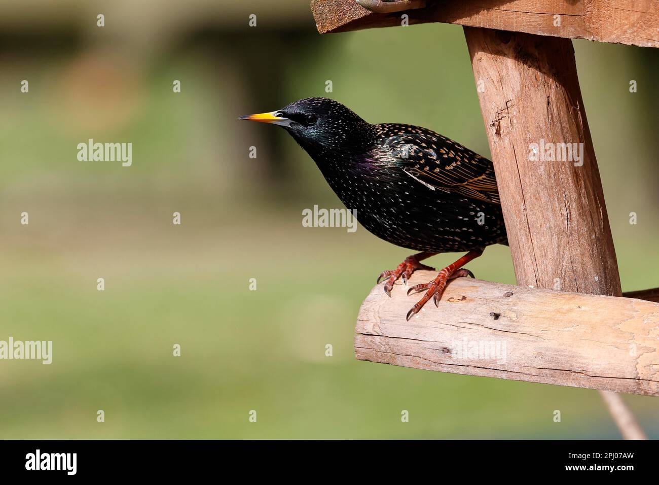Gewöhnlicher Starling (Sturnus vulgaris) sieht aus wie ein Vogelfutter, Schleswig-Holstein, Deutschland Stockfoto