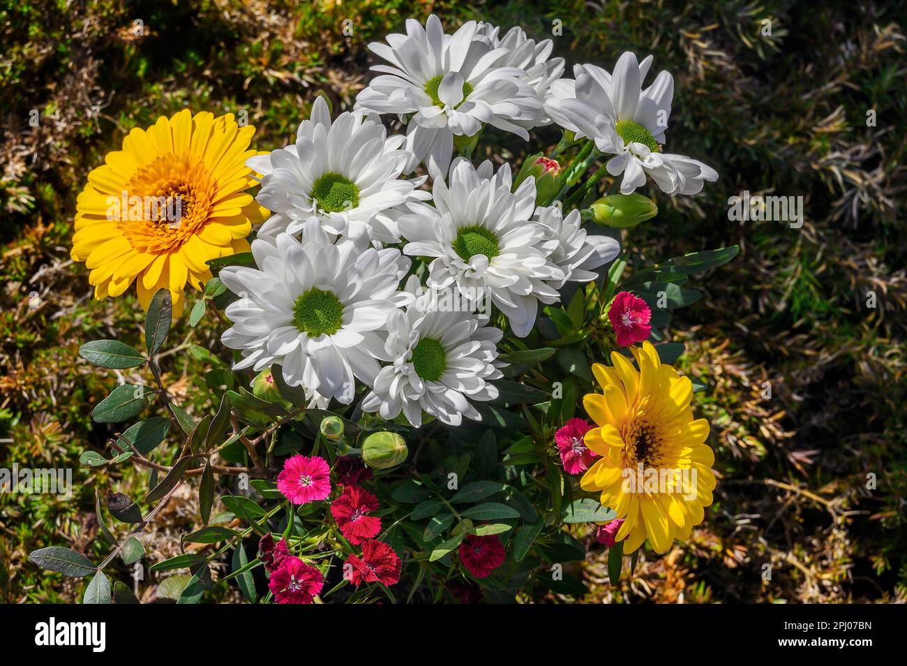 Garten Chrysanthemum (Chrysanthemum xgrandiflorum) (SYN.: Dendranthema x grandiflorum Kitam.), Allgaeu, Bayern, Deutschland Stockfoto