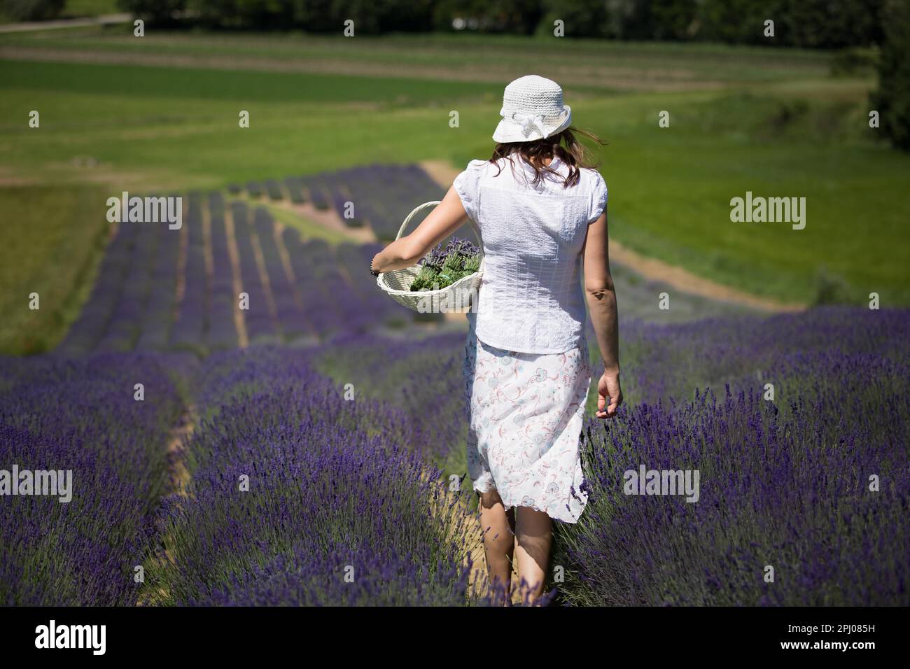 Eine Frau mit einem Korb läuft durch ein Lavendelfeld. Polen, Polen, Europa Stockfoto