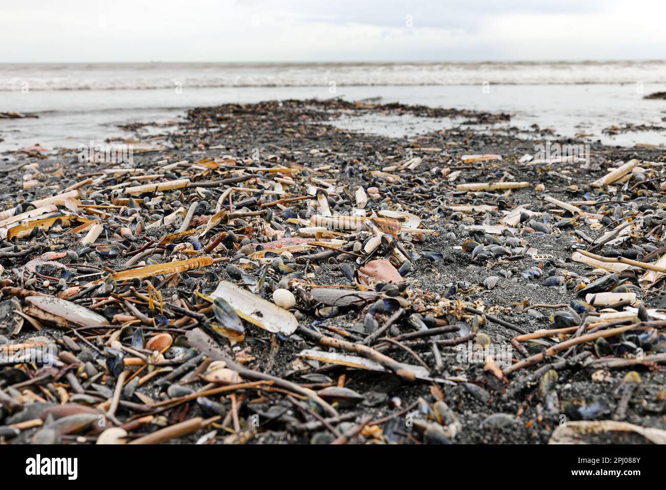 Saltburn-by-the-Sea, North Yorkshire. 30. März 2023 Tausende toter Muscheln, Rasiermuscheln, Sternfische und andere Meeresbewohner, zusammen mit großen Mengen Kohle, sind in den letzten Tagen am Saltburn Beach angespült worden. Die Umweltagentur erklärt, dass das Wetter dieses Ereignis verursacht hat, aber einige Einheimische fragen sich, wie der Tod so vieler Meeresbewohner geschehen ist, insbesondere angesichts der Masse, die 2021 entlang der Nordostküste verstarb, die einige Menschen mit der Verschmutzung in Verbindung gebracht haben. Kredit: David Forster/Alamy Live News Stockfoto