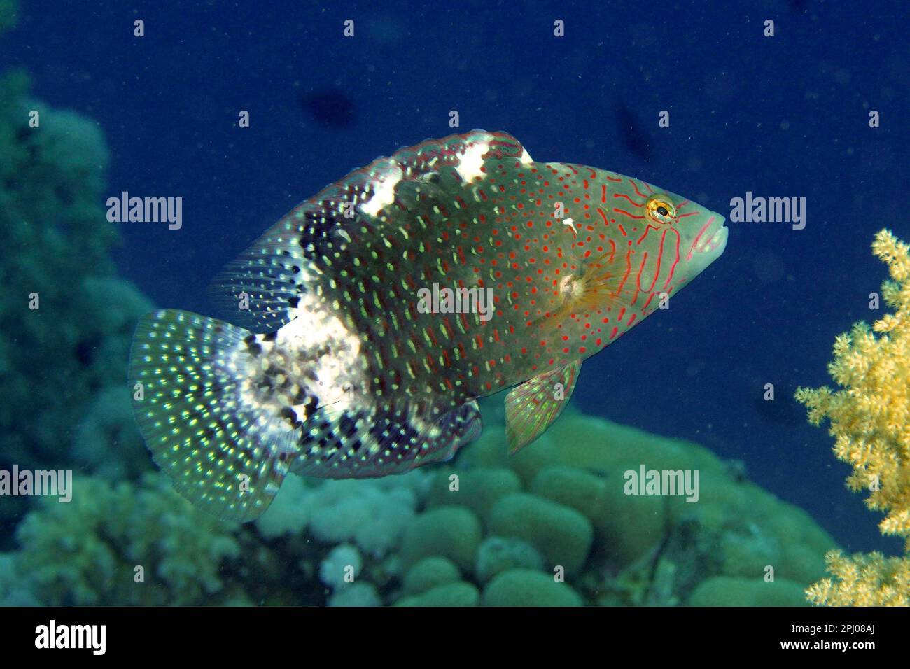 Abudjubbe (Cheilinus abudjubbe), House Reef Tauchplatz, Mangrove Bay, El Quesir, Rotes Meer, Ägypten Stockfoto